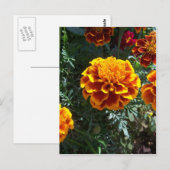 Carte Postale Marigolds orange vertical (Devant / Derrière)