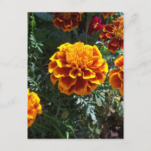 Carte Postale Marigolds orange vertical (Devant)
