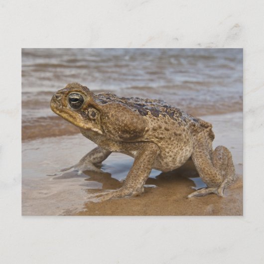 Carte Postale Marina de Cane Toad Rhinella, anciennement Bufo (Devant)
