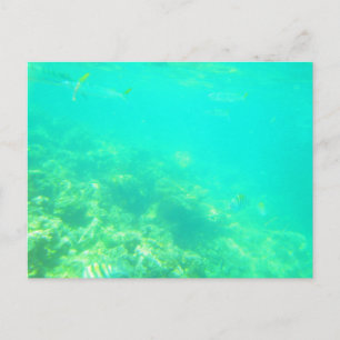 CARTE POSTALE MARINE CARRIBÉENNE 12