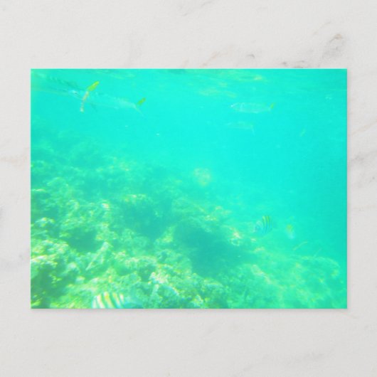 CARTE POSTALE MARINE CARRIBÉENNE 12 (Devant)