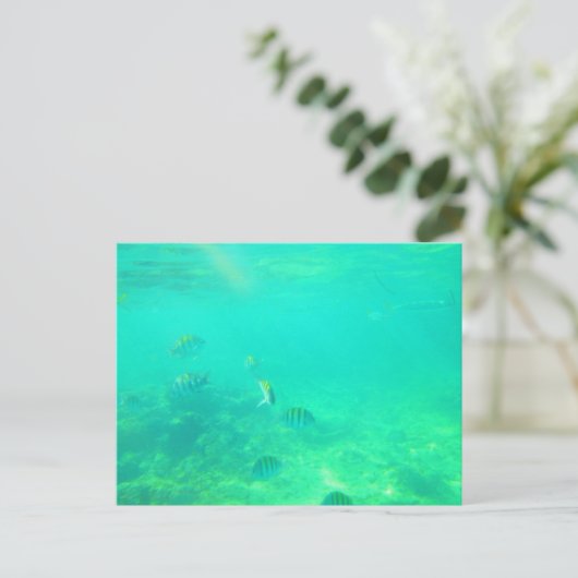 CARTE POSTALE MARINE CARRIBÉENNE 14 (Debout devant)