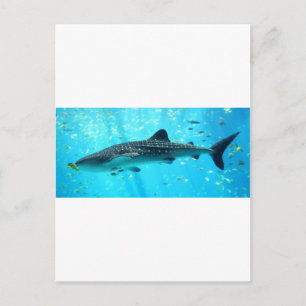 Carte Postale Marine Eau Chic Cool élégant Baleine Bleue Requin