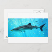 Carte Postale Marine Eau Chic Cool élégant Baleine Bleue Requin (Devant / Derrière)