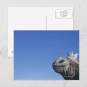 Carte Postale Marine Iguana (Devant / Derrière)
