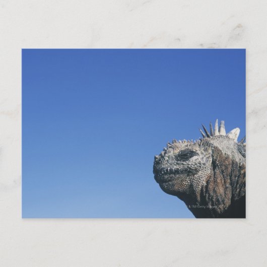 Carte Postale Marine Iguana (Devant)