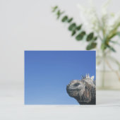 Carte Postale Marine Iguana (Debout devant)