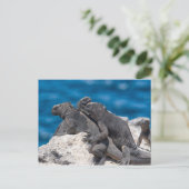 Carte Postale Marine Iguana (Debout devant)