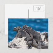 Carte Postale Marine Iguana (Devant / Derrière)