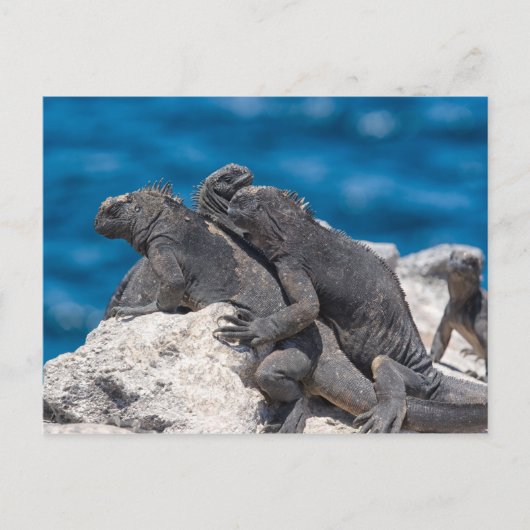 Carte Postale Marine Iguana (Devant)