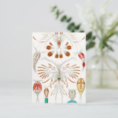 Carte Postale Marine Life Crustacés, Copepoda par Ernst Haeckel (Debout devant)