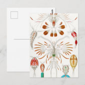 Carte Postale Marine Life Crustacés, Copepoda par Ernst Haeckel (Devant / Derrière)