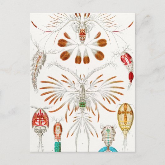 Carte Postale Marine Life Crustacés, Copepoda par Ernst Haeckel (Devant)