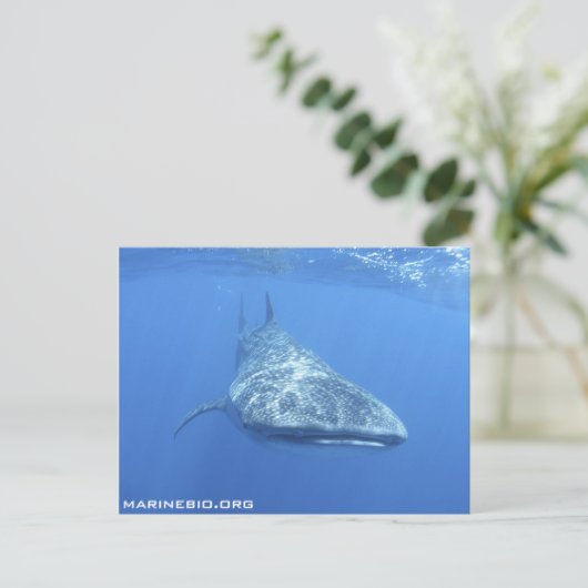 Carte postale MarineBio (Debout devant)