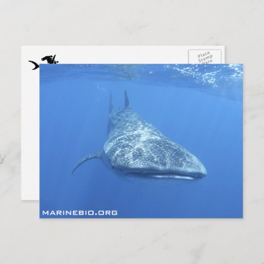 Carte postale MarineBio (Devant / Derrière)