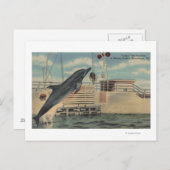 Carte Postale Marineland, Floride - Vue de Pudgy le (Devant / Derrière)