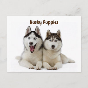 Carte Postale Marionnettes Cute Husky