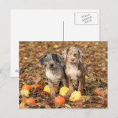 Carte Postale Marionnettes de Catahoula Louisiane avec Citrouill (Devant / Derrière)