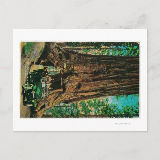 Carte Postale Mariposa Big Tree Grove, Yosemite (Devant)