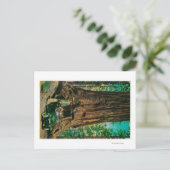 Carte Postale Mariposa Big Tree Grove, Yosemite (Debout devant)