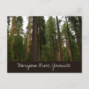 Carte Postale Mariposa Grove dans le parc national de Yosemite
