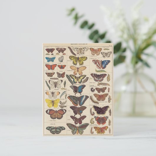 Carte Postale Mariposas (Debout devant)