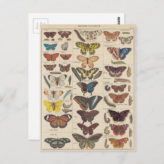 Carte Postale Mariposas (Devant / Derrière)