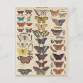 Carte Postale Mariposas (Devant)