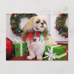 Carte Postale Marley - Shih Tzu - Robbins
