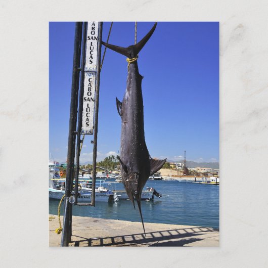 Carte Postale Marlin du Mexique (Devant)