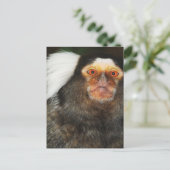 Carte Postale Marmoset (Debout devant)