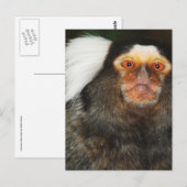 Carte Postale Marmoset (Devant / Derrière)