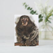 Carte Postale Marmoset blanc sur branche, gros plan, studio (Debout devant)