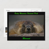 Carte Postale Marmot (Devant / Derrière)