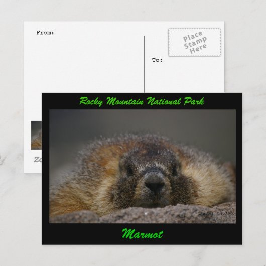 Carte Postale Marmot (Devant / Derrière)