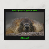 Carte Postale Marmot (Devant)