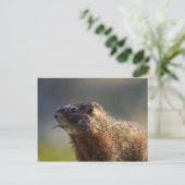 Carte Postale Marmot (Debout devant)