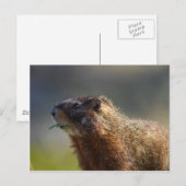 Carte Postale Marmot (Devant / Derrière)