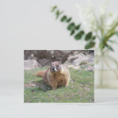 Carte Postale Marmot (Debout devant)