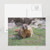 Carte Postale Marmot (Devant / Derrière)