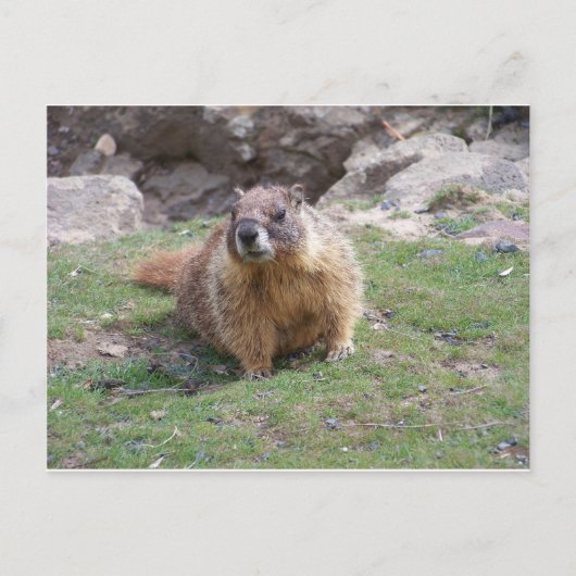 Carte Postale Marmot (Devant)