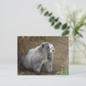 Carte Postale Marmot (Debout devant)