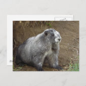 Carte Postale Marmot (Devant / Derrière)