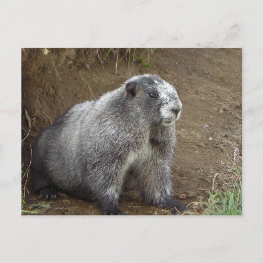 Carte Postale Marmot (Devant)