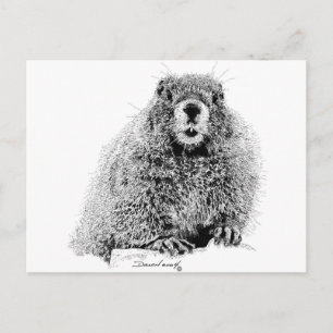 Carte Postale Marmot