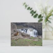 Carte Postale Marmot à côté de Palouse Falls (Debout devant)