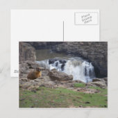 Carte Postale Marmot à côté de Palouse Falls (Devant / Derrière)