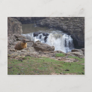 Carte Postale Marmot à côté de Palouse Falls