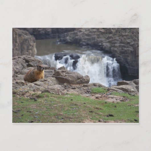 Carte Postale Marmot à côté de Palouse Falls (Devant)
