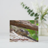 Carte Postale Marmot Brothers Leavenworth Washington (Debout devant)